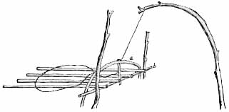Drawing of a bird snare from the Philippines, in Fay-Cooper Cole, The Wild Tribes of Davao District, Mindanao (Chicago, 1913).