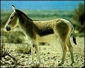 Asiatic Wild Ass or  the onager (Equus hemionus), whose habitat is in waste places
