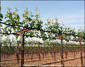 Typical grape trellis. Photo: Stan Grant, Progressive Viticulture, LLC.