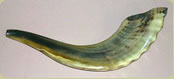 Shofar made from a ram's horn