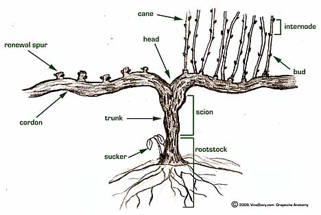 Grapevine Terminology. Diagram © 2009, VinoDiary.com. Used by permission.