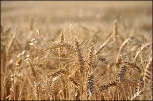 Fields are white for harvest.