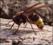 Oriental Hornet, Vespa orientalis