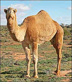 Camel