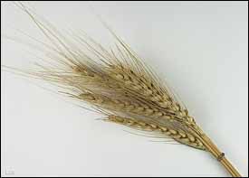 Common Wheat (Triticum aestivum)