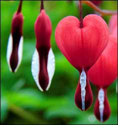 Bleeding Heart. Photo: Bruno, Pixabay.com Content License