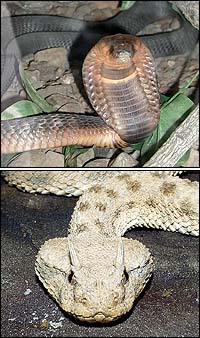 Above: Egyptian Cobra (Naja haje). Below: Saharan Horned Viper (Cerastes cerastes).
